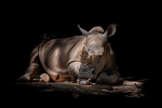 회색 코뿔소(gray rhino)
